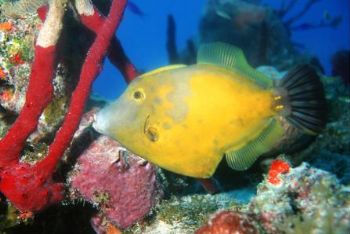 Orange Filefish. Bimini, Bahamas.  by Matthew Timberger 